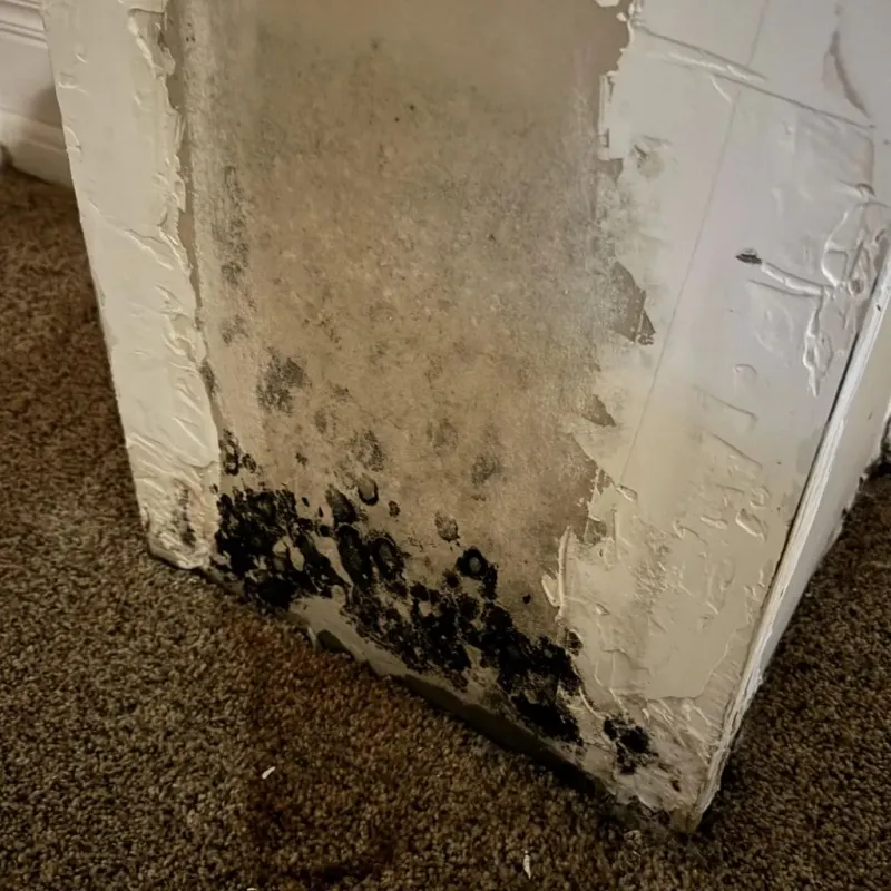 Professional Mold Removal in Victoria County, TX